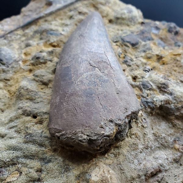 楽天市場】【送料無料】【ティラノサウルス/t-rex/歯/化石/恐竜】母岩