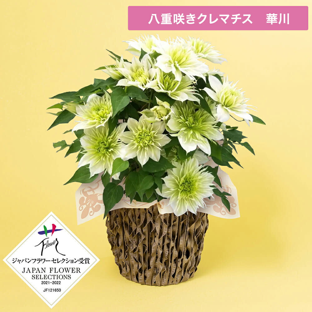 楽天市場】期間限定価格 母の日 クレマチス 鉢植え 花 選べる2種 5号 6