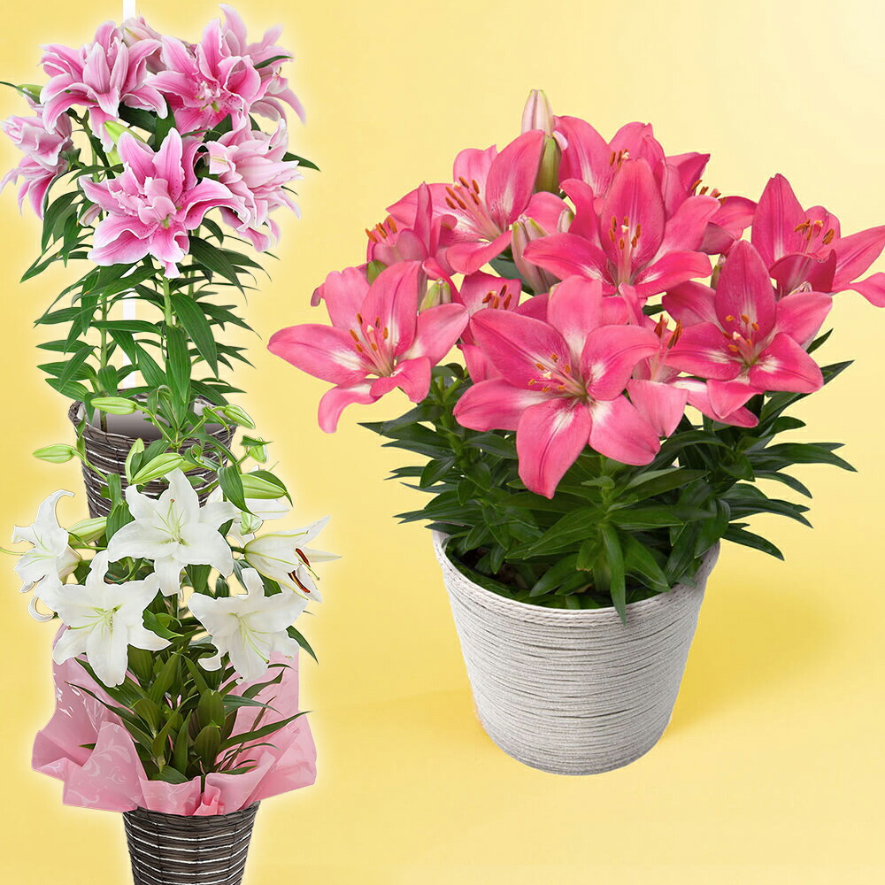 楽天市場】期間限定価格 母の日 ユリ 鉢植え 花 リリー 選べる3種