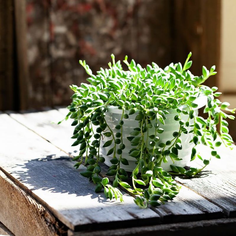 楽天市場】どっち好き？グリーンネックレスか、ドルフィンネックレス