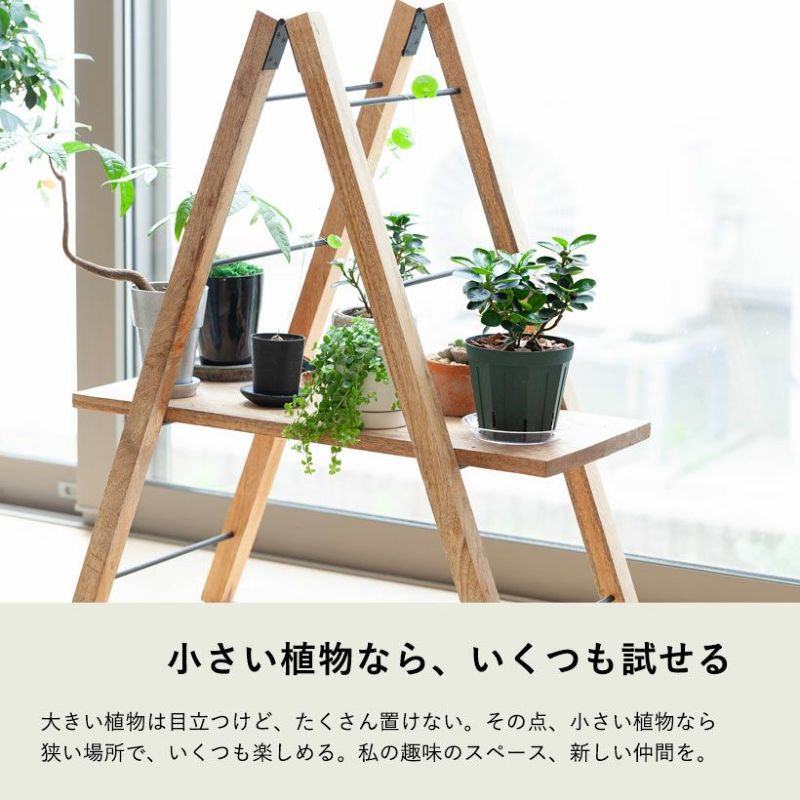 楽天市場】コパンダガジュマル4号スリット鉢パンダ ガジュマル ぱんだ