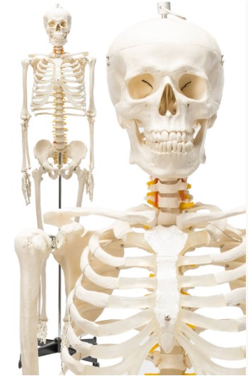 楽天市場】【国際規格認証品】等身大 人体模型 170cm 骨格標本 骸骨