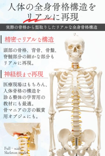 楽天市場】【国際規格認証品】等身大 人体模型 170cm 骨格標本 骸骨