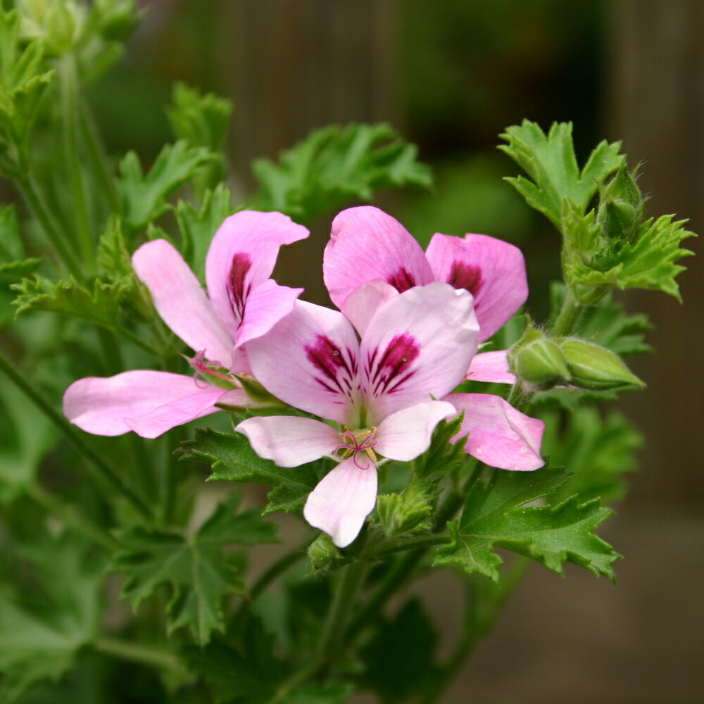 楽天市場】プリンスオブオレンジ・ゼラニウム/ハーブの苗 9cmポット