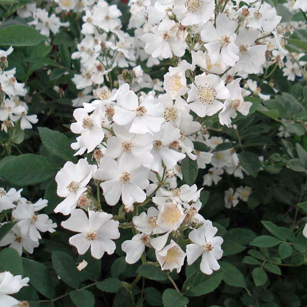 楽天市場】バラの苗/バラ（原種）：ノイバラ（ロサ ムルティフローラ