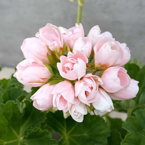 ゼラニウム 苗」の人気商品一覧 | 安い商品を通販サイトから探す