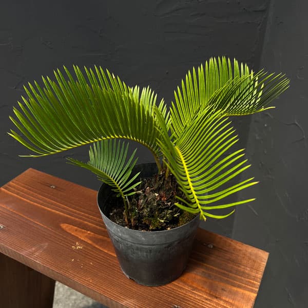 楽天市場】黄金 ソテツの通販