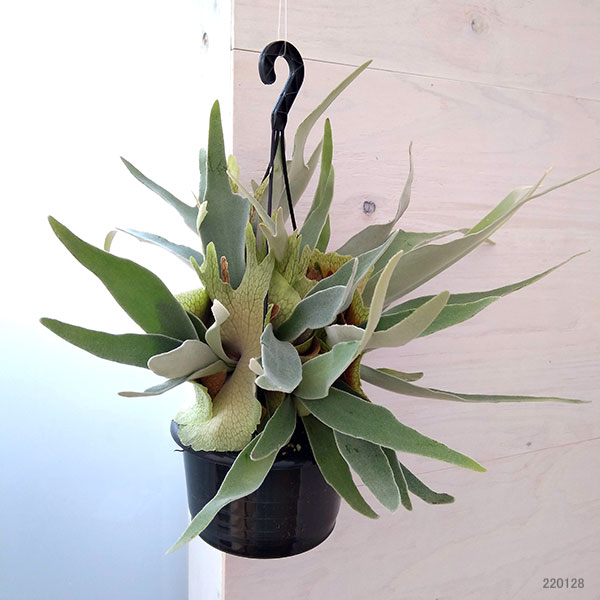 楽天市場】観葉植物/[ザ・ファームセレクト]ビカクシダ（コウモリラン