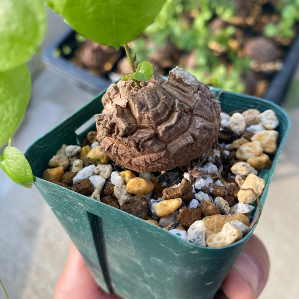 楽天市場】観葉植物/ディオスコレア（亀甲竜）：エレファンティペス