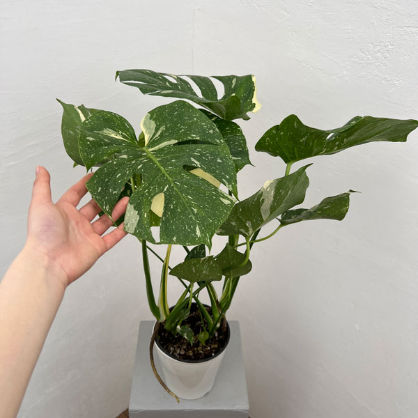 楽天市場】観葉植物/モンステラ：タイコンステレーション（散斑） 5号