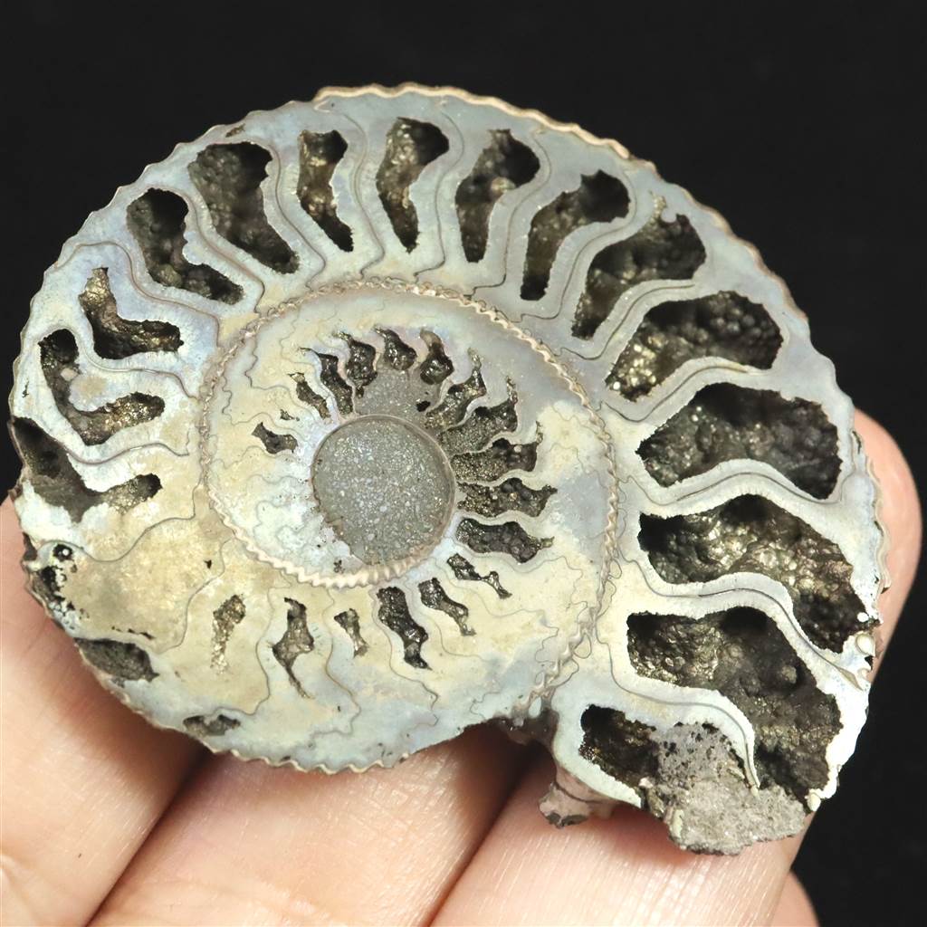 楽天市場】ロシア産 アンモナイト パイライト 化石 53mm 15.3g : 榎本通商