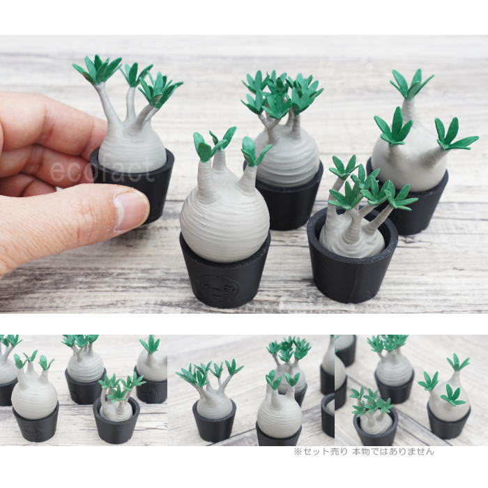 楽天市場】3D フィギュア ミニチュア 5セットノーマル パキポディウム