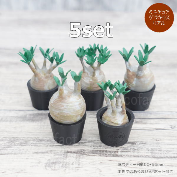 楽天市場】3D フィギュア ミニチュア 5セット リアル パキポディウム