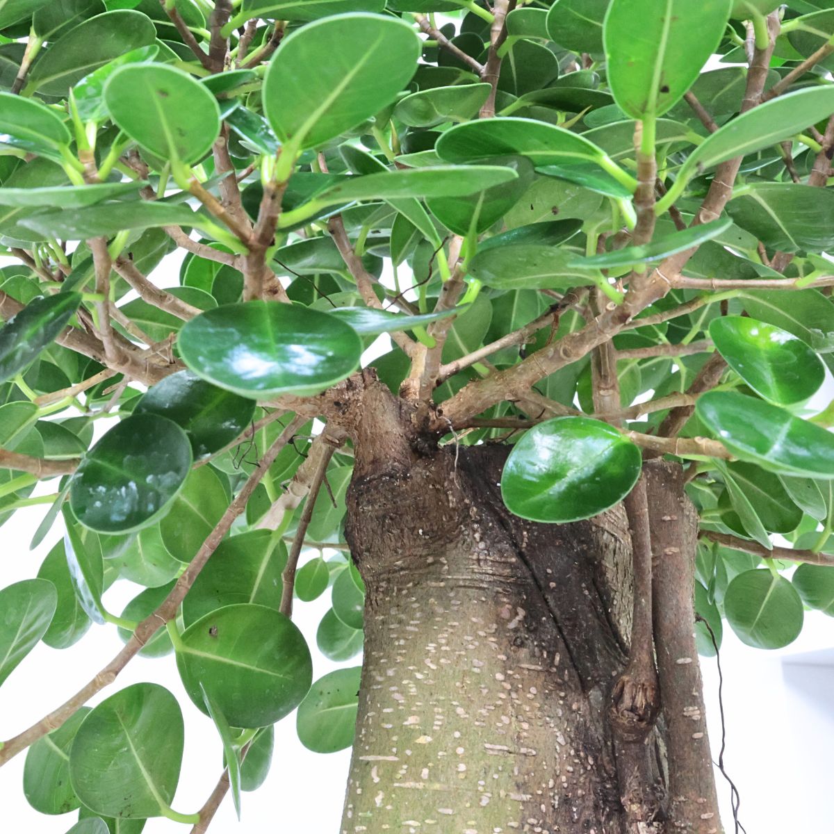 楽天市場】＼ポイント5倍／観葉植物 希少種 コパンダガジュマル 気根