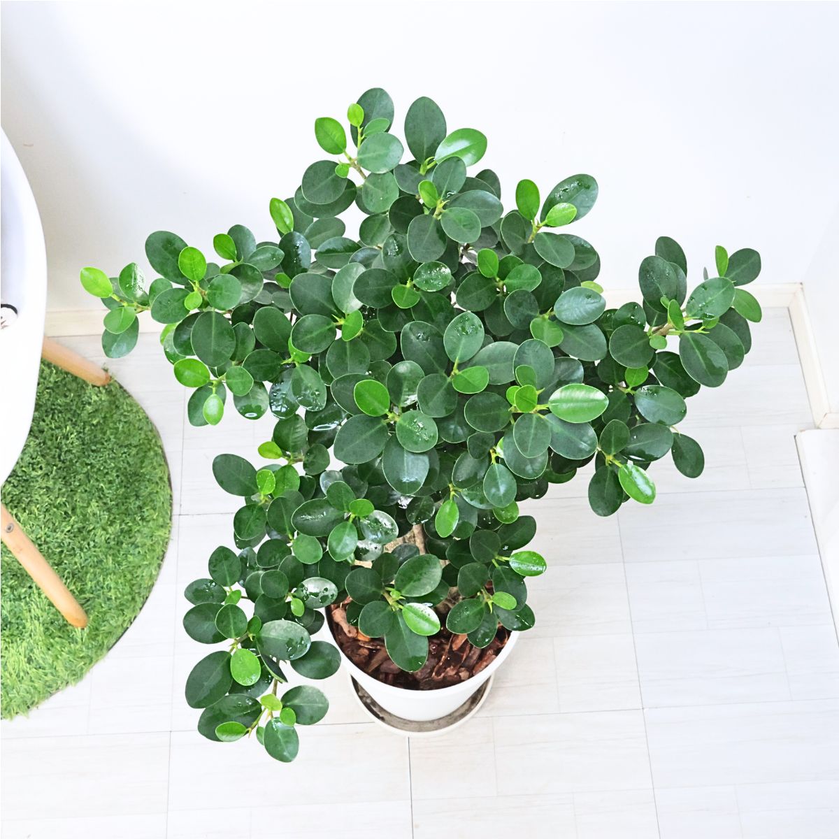 パンダガジュマル コパンダ接木 10号リン鉢 パンダガジュマル コパンダ