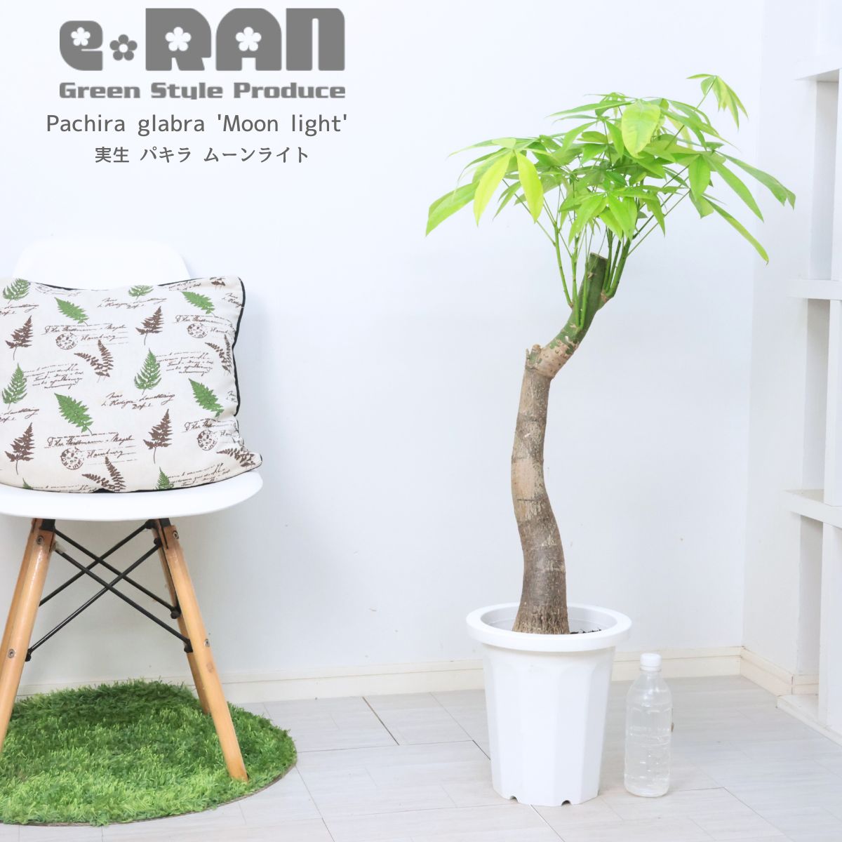 楽天市場】＼ポイント5倍／観葉植物 斑入り 実生 パキラ ムーンライト