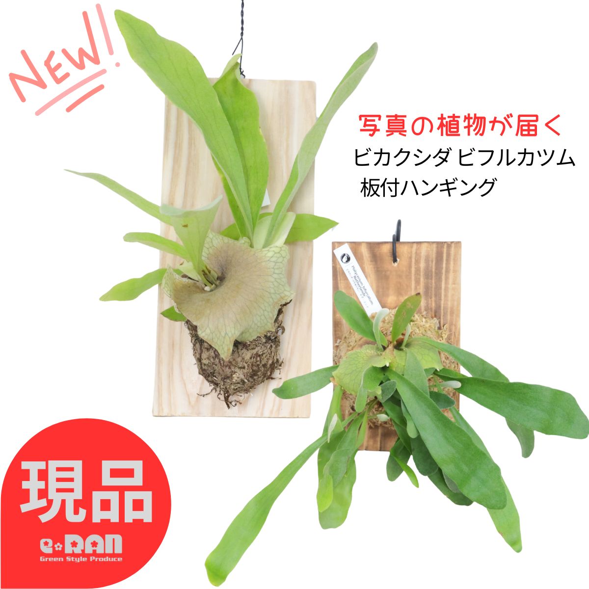 楽天市場】＼ポイント5倍／【選べる現品発送】シダ植物 ビカクシダ
