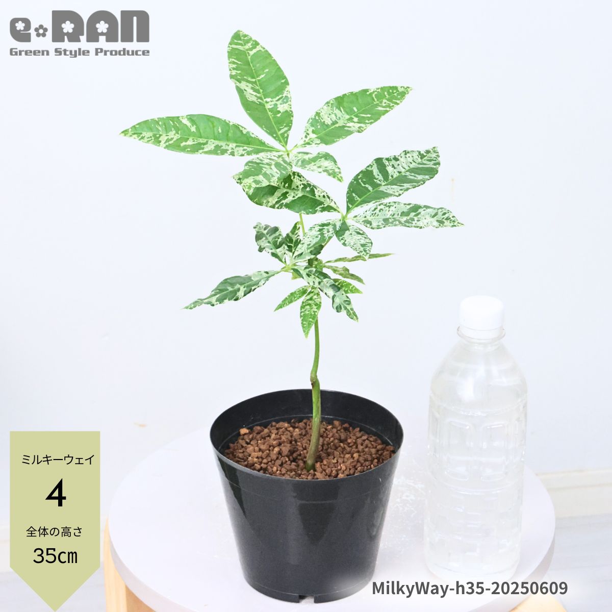 楽天市場】＼ポイント5倍／【選べる現品発送】国内実生株 パキラ