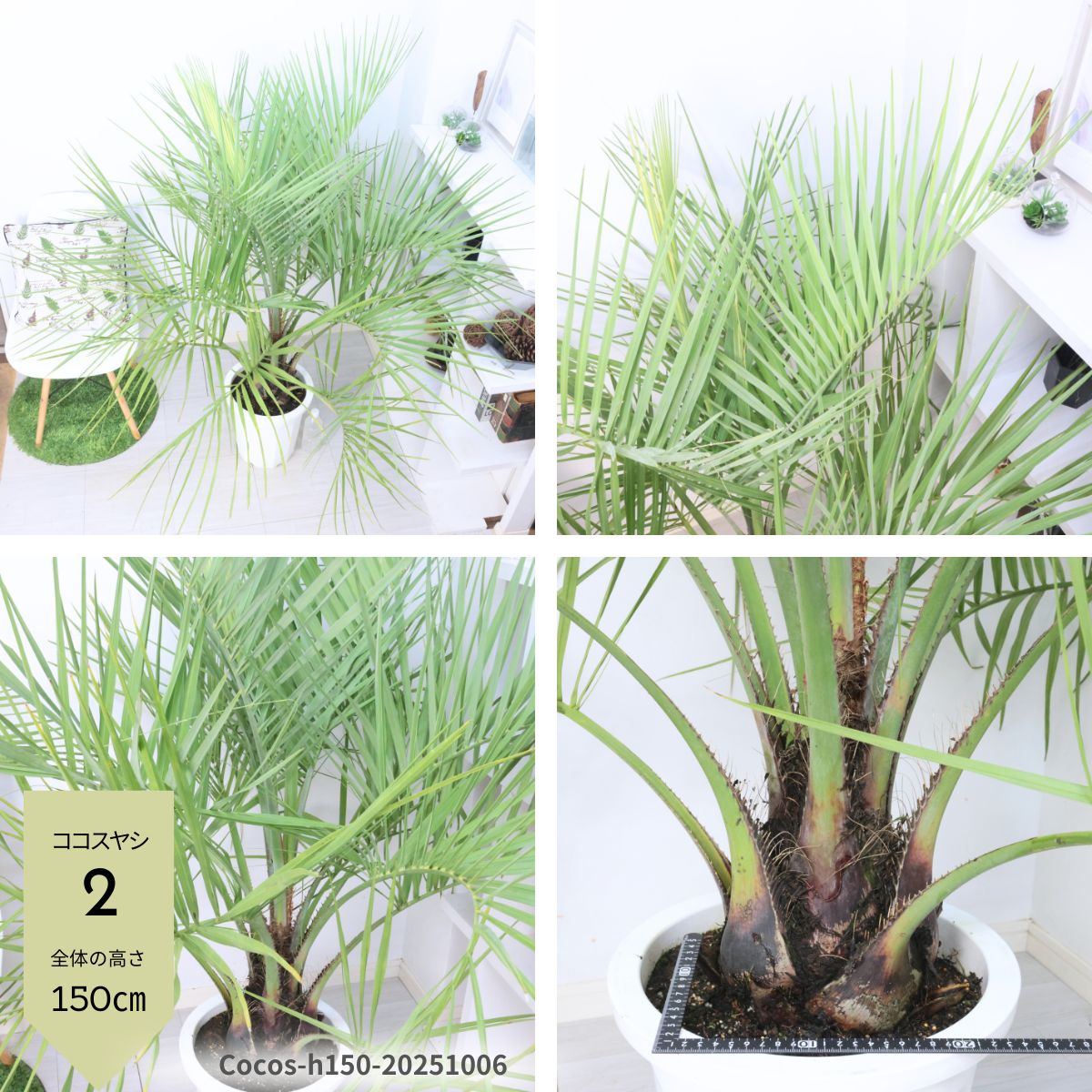 楽天市場】＼ポイント5倍／【選べる現品発送】 大型 ココスヤシ 10号鉢