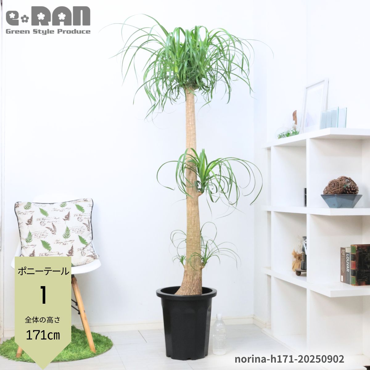 トックリラン」の人気商品一覧 | 安い商品を通販サイトから探す - 価格.com