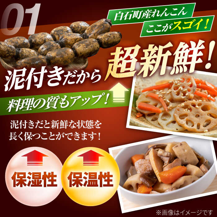 楽天市場】【ふるさと納税】【2026年1月以降発送】白石町産 泥付き
