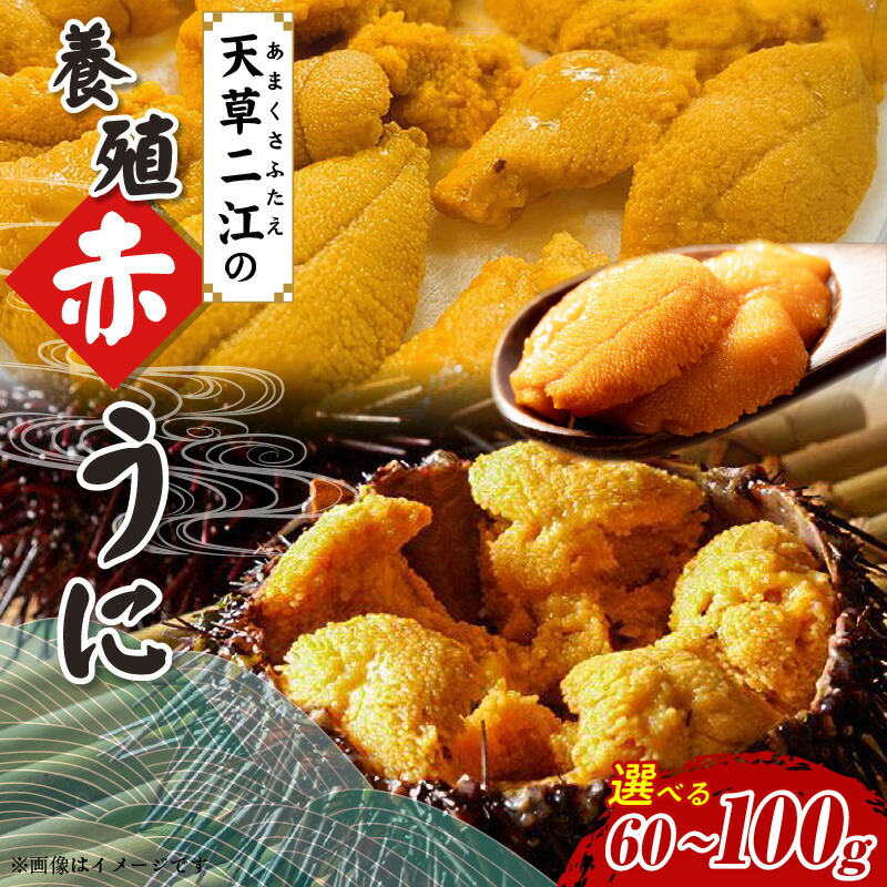 楽天市場】【ふるさと納税】天草 二江 養殖 赤うに 選べる 内容量 60g