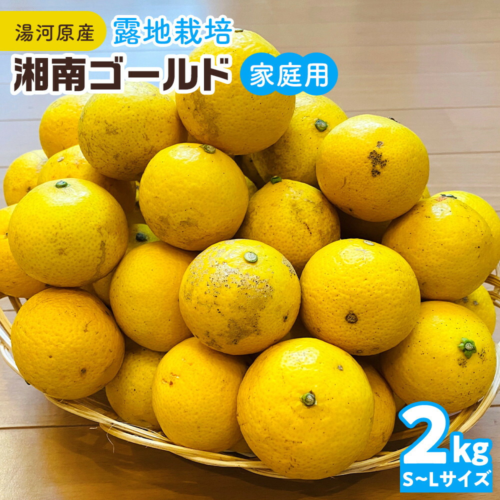 楽天市場】湘南 ゴールド 苗の通販