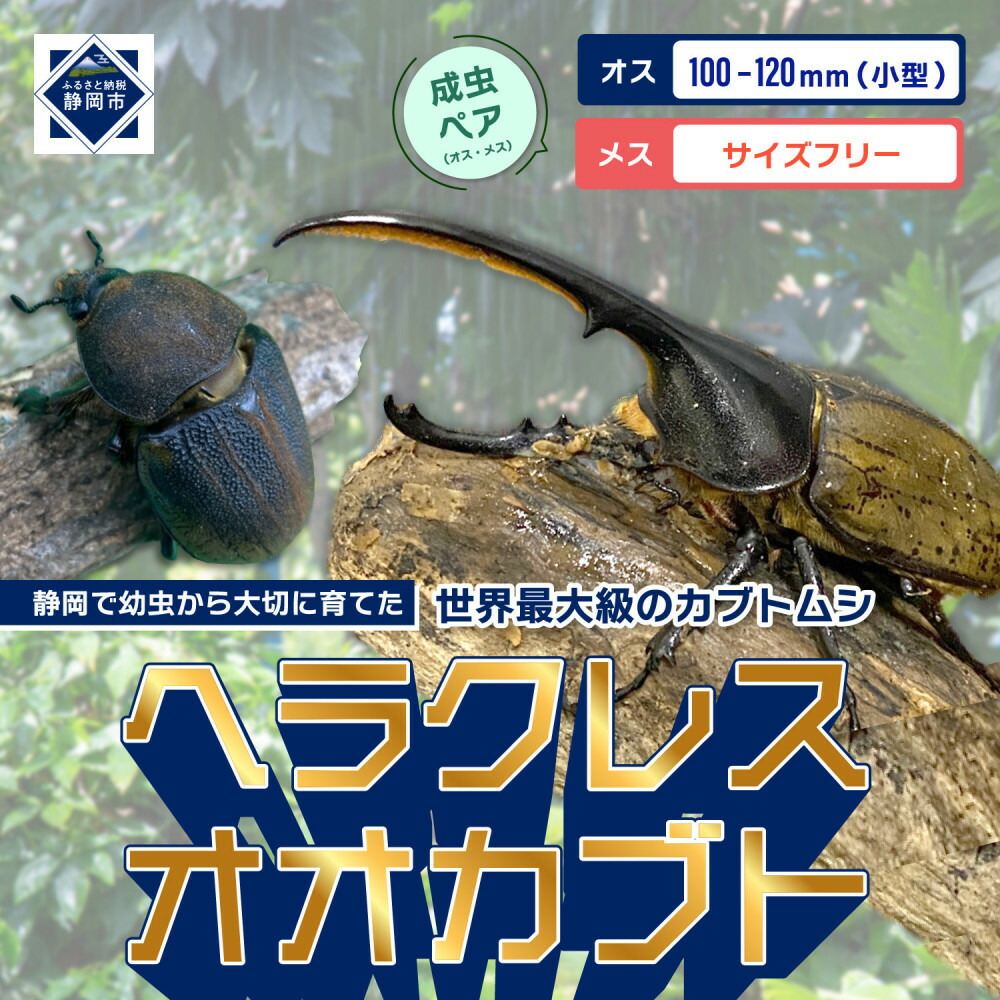 楽天市場】【ふるさと納税】（ペア）ヘラクレスオオカブト小型オス