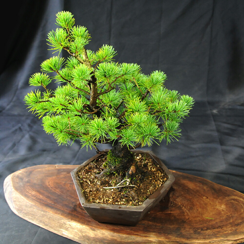 楽天市場】【ふるさと納税】 赤石の泉 赤石五葉松（鉢植え） D-12