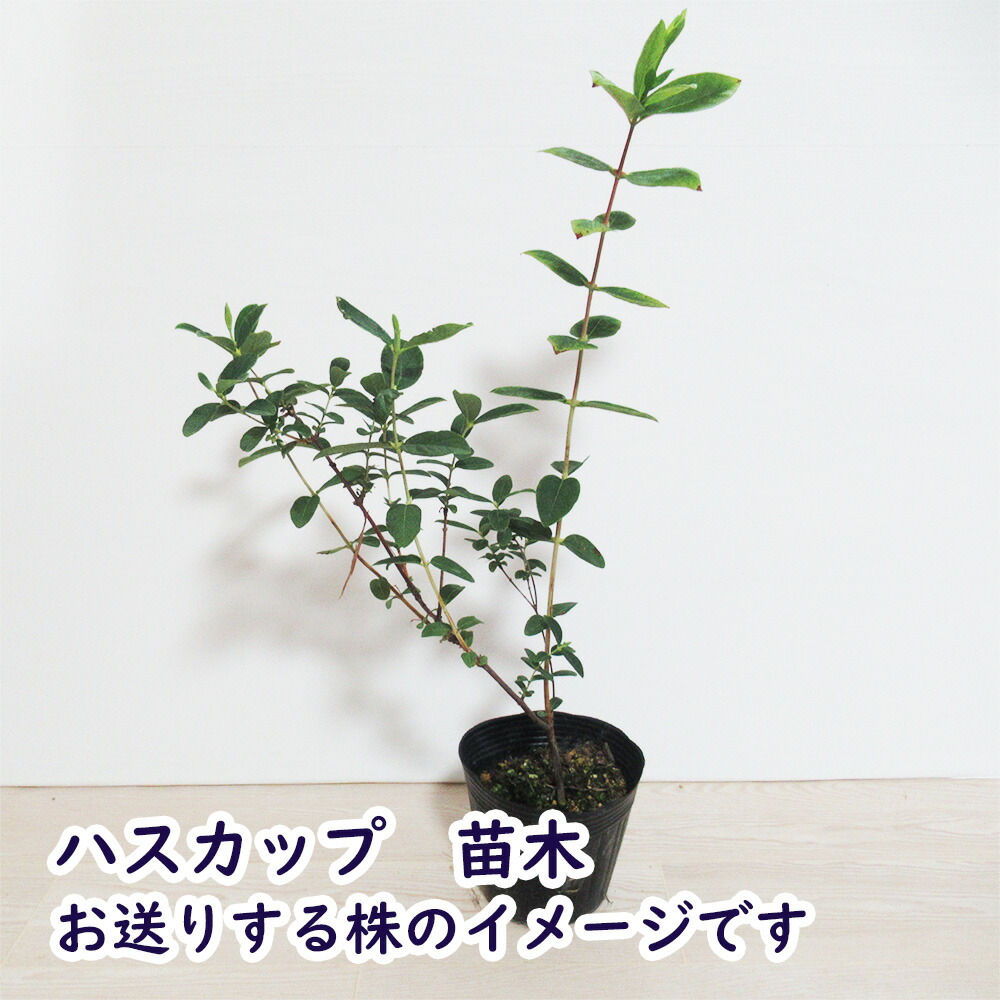 楽天市場】ハスカップ 苗 苗木 13.5cmポット 樹高約30cm ハスカップ