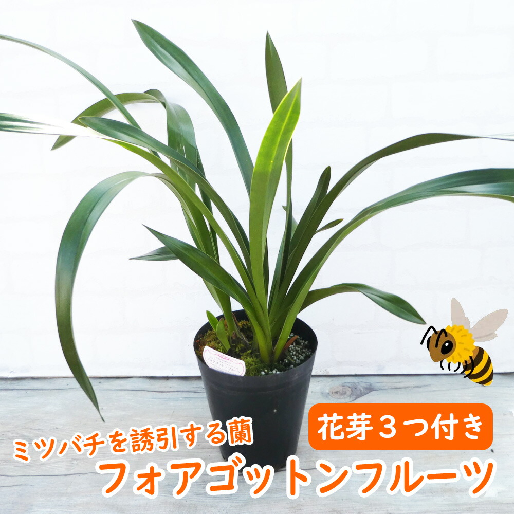 楽天市場】【 花芽3つ付き 】 シンビジウム 原種 「 フォアゴットン