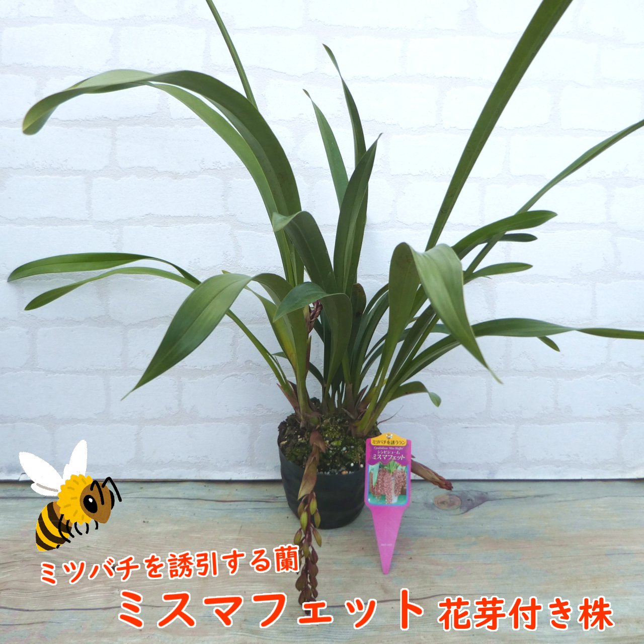 ミスマフェット。花芽1個。5鉢セット。蜜蜂誘引蘭。 【公式通販】