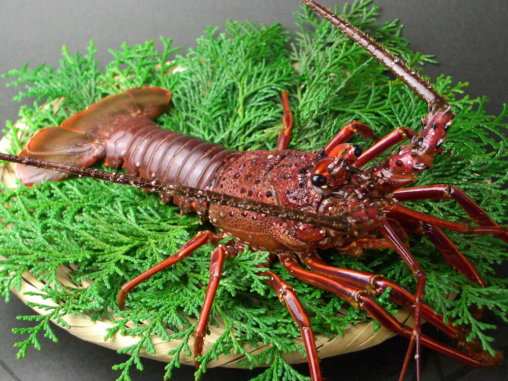 楽天市場】山藤 伊勢志摩産 伊勢海老 約200g 1尾 北海道・四国/九州