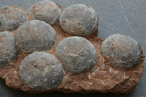 楽天市場】博物館クラス！特大サイズ 恐竜卵 化石 フランス産