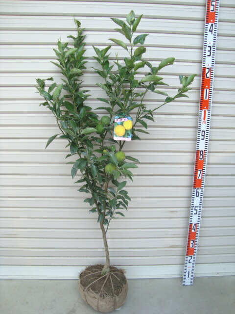 楽天市場】【花ゆず】3年生接木苗柚子の苗1本で実がなる 鉢植えok