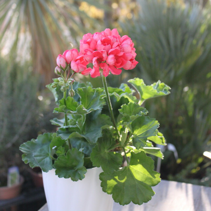 楽天市場】ゼラニウム 「花色が選べる」 苗 品種 花 リンゴ2000