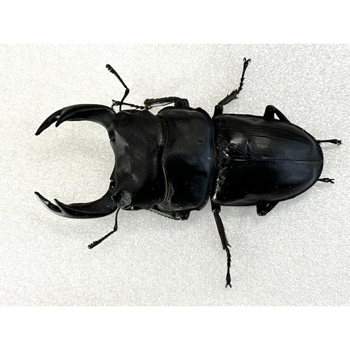 オオクワガタ89.5mm 能勢産 YG血統 昆虫標本用として オオクワガタ89.5