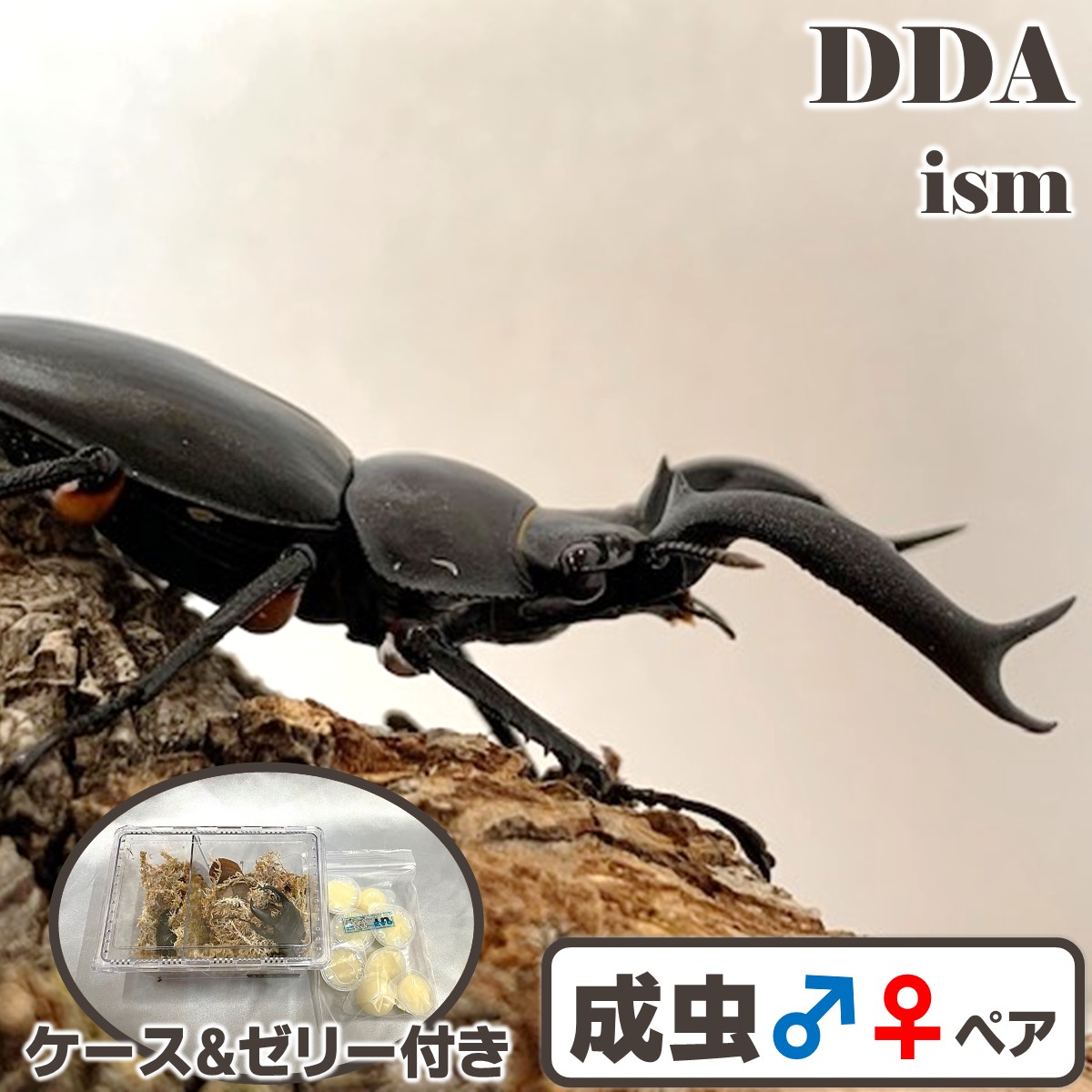 楽天市場】シカクワガタ最大種【DDA】ディディエールシカクワガタ 成虫