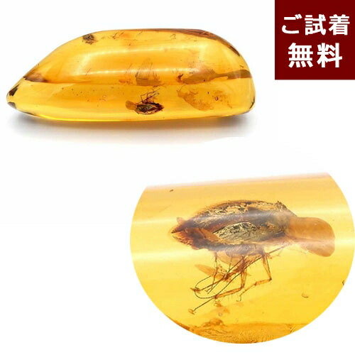 楽天市場】＼3月3日まで臨時休業中／化石 虫入り琥珀 原石 ルース