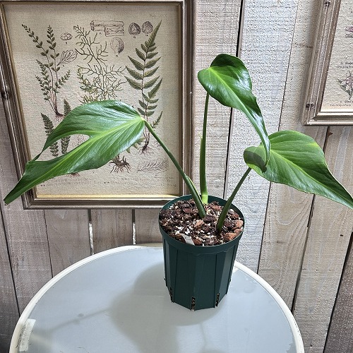 楽天市場】【訳あり】観葉植物 モンステラ バールマルクス フレーム 5