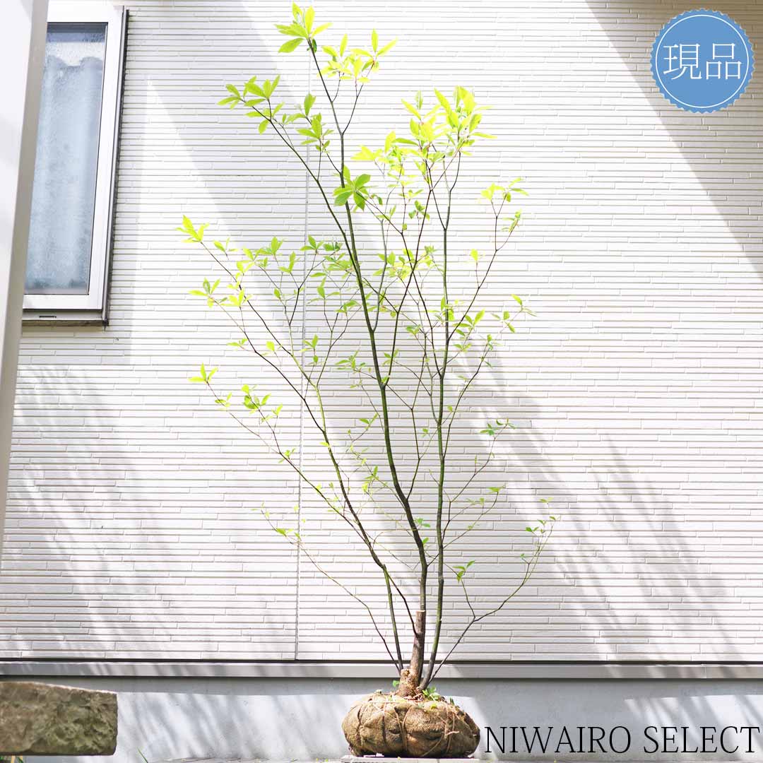 楽天市場】【クロモジ】 黒文字 株立ち 自然樹形 樹高H≒170 × 枝張W