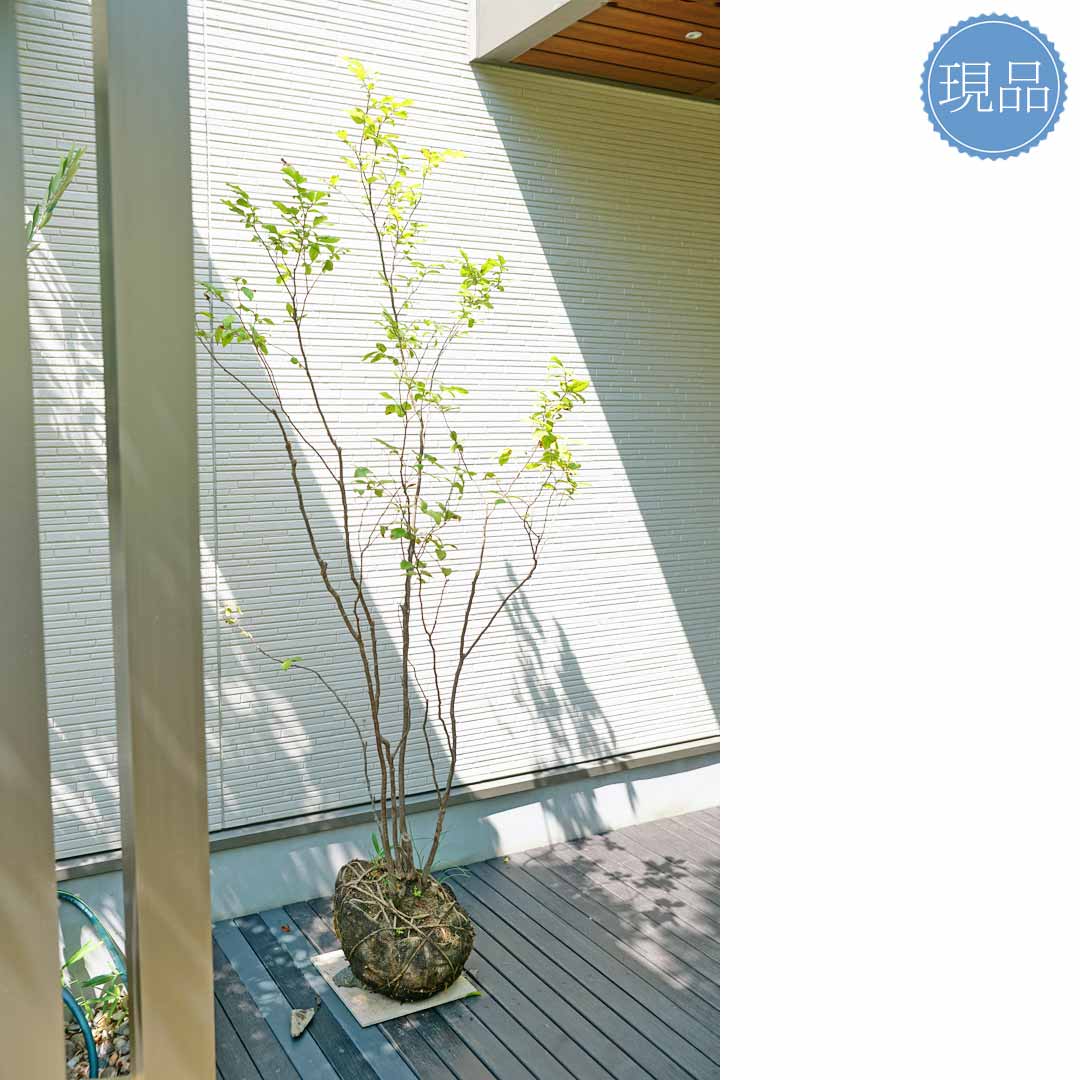 楽天市場】【現品】山採り【ナツハゼ】夏櫨 株立ち 自然風樹形 樹高H