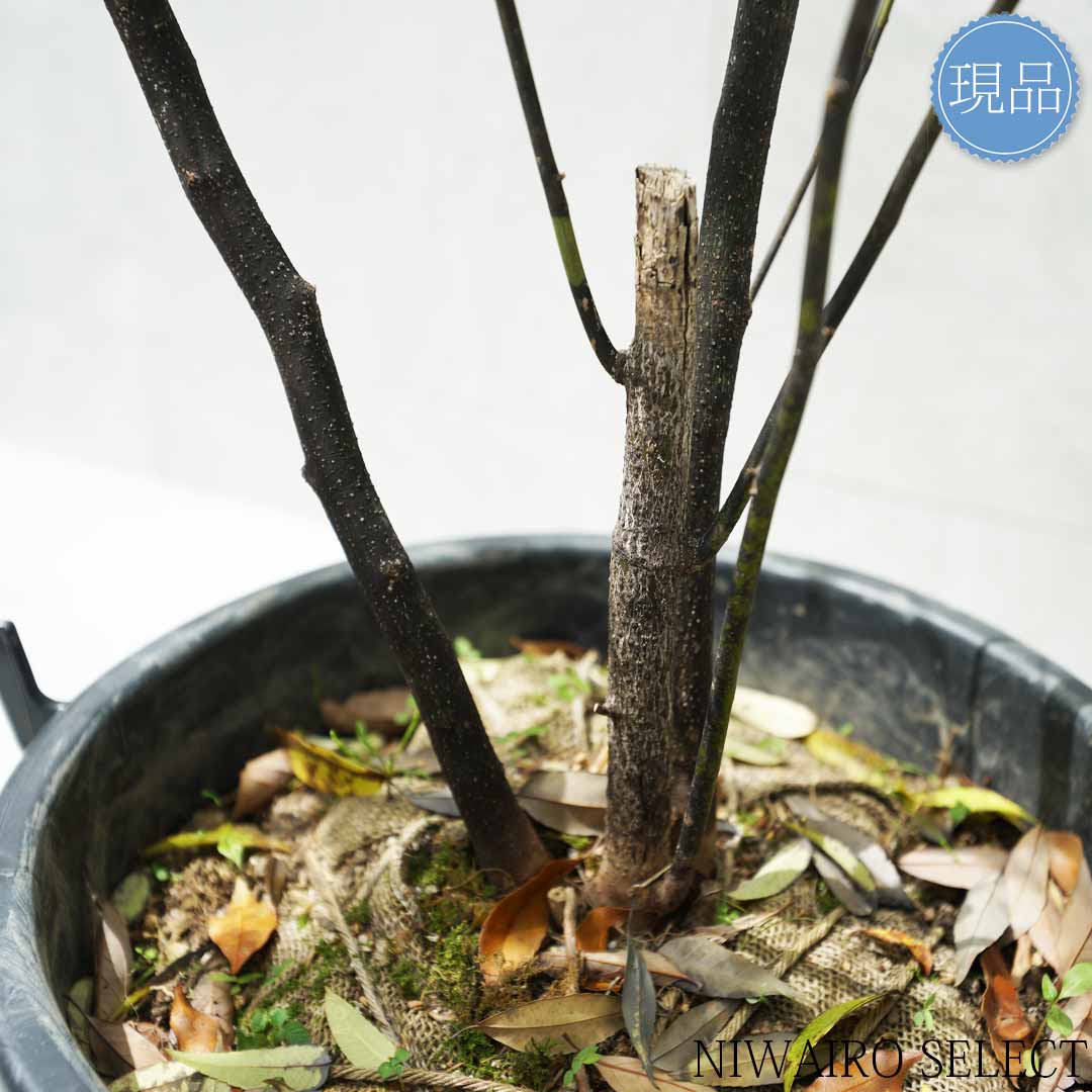 楽天市場】【現品】山採り【クロモジ】黒文字 株立ち 自然風樹形 樹高H