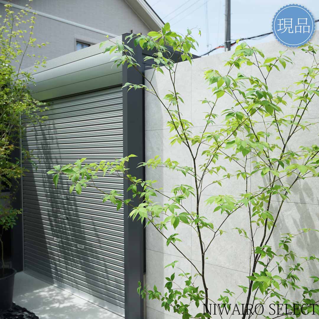 楽天市場】【現品】山採り【クロモジ】黒文字 株立ち 自然風樹形 樹高H