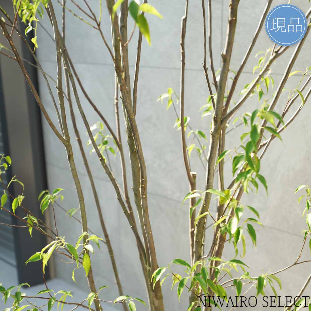 楽天市場】【現品】山採り【ハイノキ】株立ち 自然風樹形 樹高H≒260