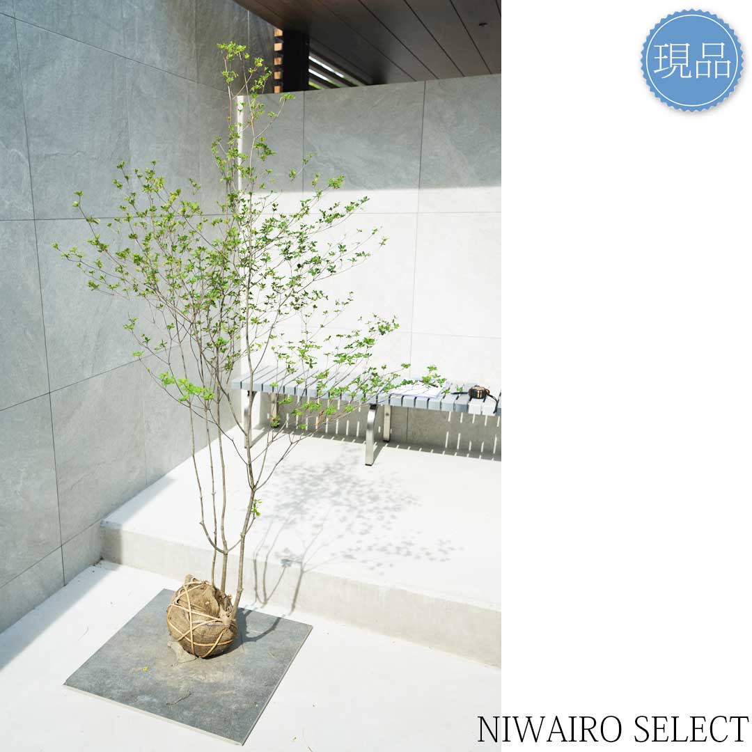 楽天市場】【現品】山採り【アブラツツジ】アブラドウダンツツジ 油