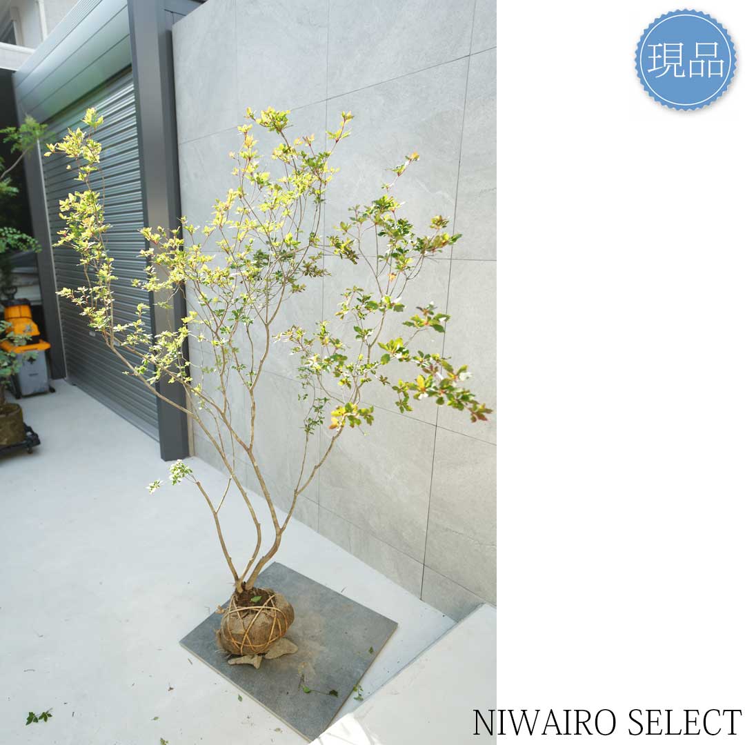 アブラツツジ 3本立ち 山採り 楽天市場】【現品】山採り【アブラツツジ