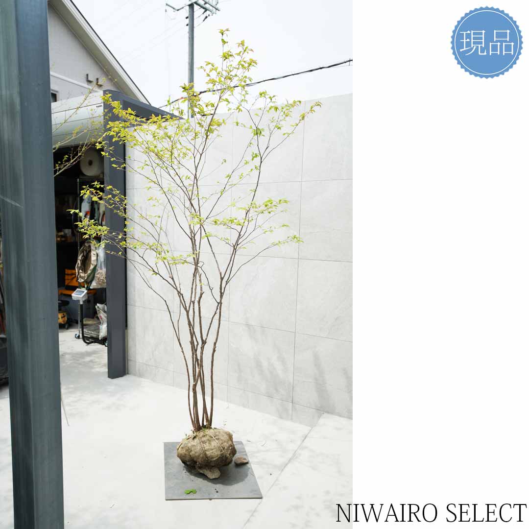 楽天市場】【現品】山採り【ナツハゼ】夏櫨 本株立ち 自然風樹形 樹高H