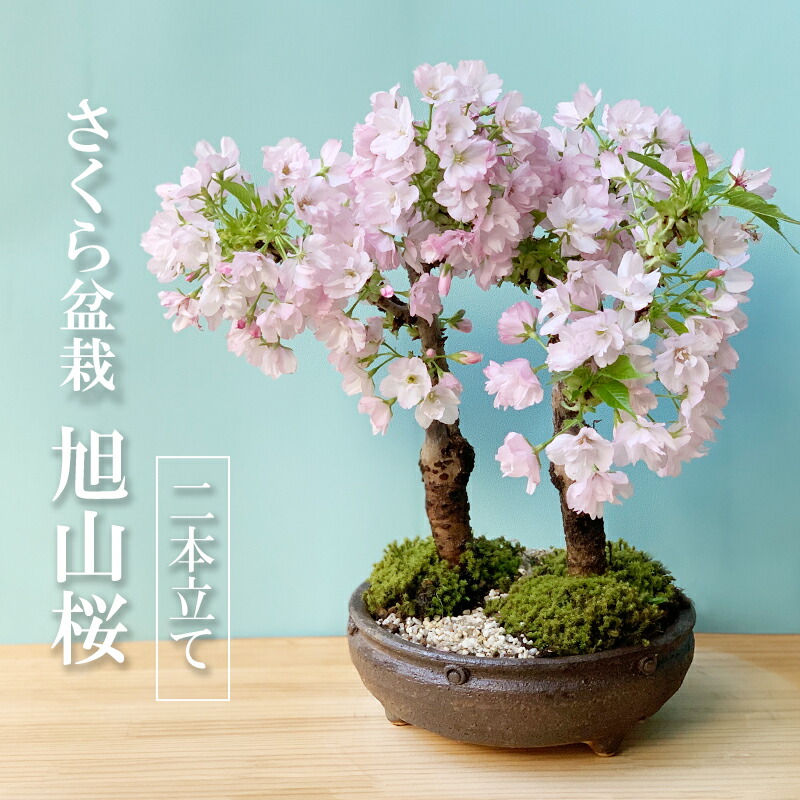 楽天市場】盆栽 旭山桜 あさひやまさくら の二本植え盆栽 信楽丸茶鉢
