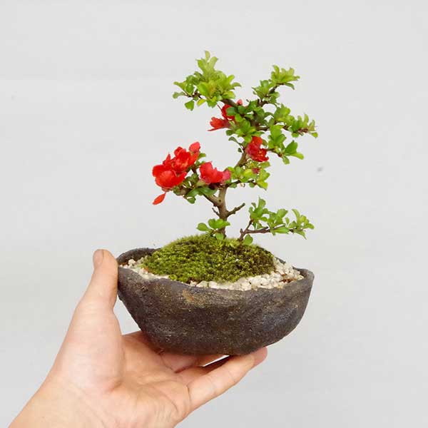 楽天市場】盆栽 長寿梅 紅花 紅長寿梅（べにちょうじゅばい） 紅長寿梅